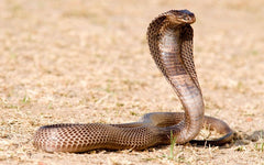 RattleSnake