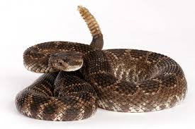 RattleSnake